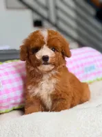 ZUES, a male Poodle - Toy  for sale in Atlanta, GA – 2 of 3