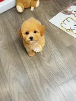 JIM, a female Poodle - Toy  for sale in Atlanta, GA – 3 of 4