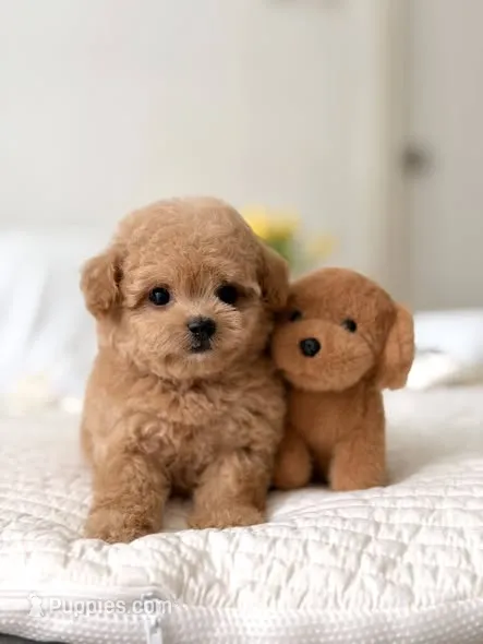 DADA – Poodle - Toy  puppy for sale in Atlanta, GA