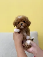 MAX, a male Poodle - Toy  for sale in Atlanta, GA – 2 of 3