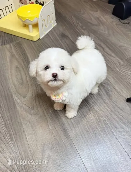 WHITE – Poodle - Toy  puppy for sale in Atlanta, GA