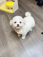 WHITE, a female Poodle - Toy  for sale in Atlanta, GA – 1 of 4