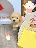 QUEEN, a female Poodle - Toy  for sale in Atlanta, GA – 2 of 4