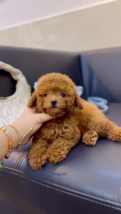 PARIS, a female Poodle - Toy  for sale in Atlanta, GA – 3 of 3