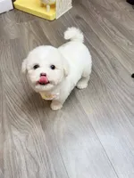 WHITE, a female Poodle - Toy  for sale in Atlanta, GA – 2 of 4
