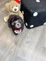 BLACKY, a male Poodle - Toy  for sale in Atlanta, GA – 3 of 5