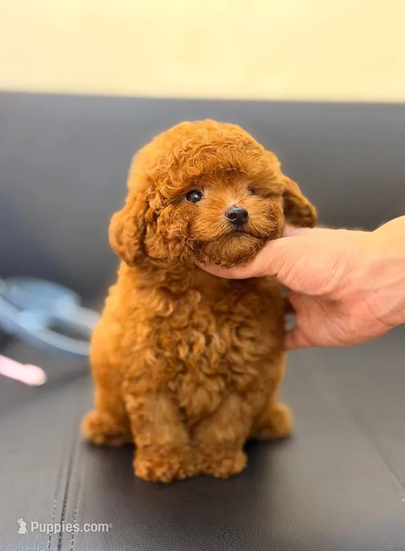 PARIS – Poodle - Toy  puppy for sale in Atlanta, GA