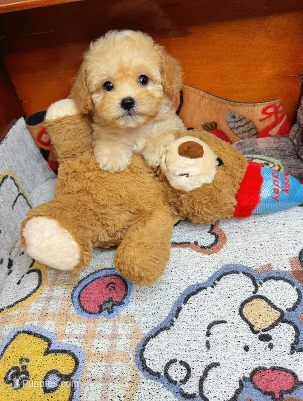 QUEEN – Poodle - Toy  puppy for sale in Atlanta, GA