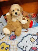 QUEEN, a female Poodle - Toy  for sale in Atlanta, GA – 1 of 4