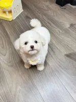 WHITE, a female Poodle - Toy  for sale in Atlanta, GA – 3 of 4