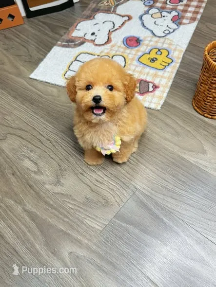 JIM – Poodle - Toy  puppy for sale in Atlanta, GA