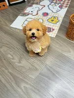 JIM, a female Poodle - Toy  for sale in Atlanta, GA – 1 of 4