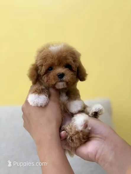 MAX – Poodle - Toy  puppy for sale in Atlanta, GA