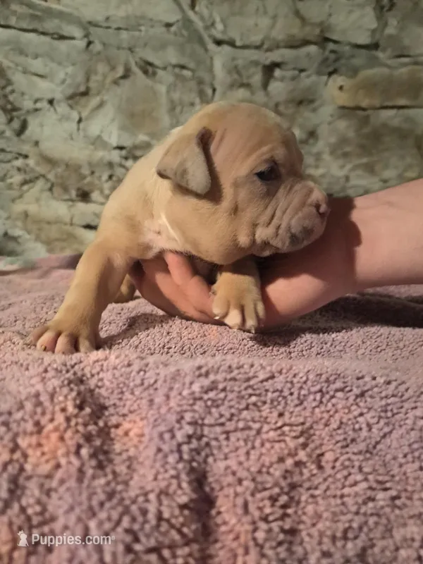 Female American Bully Merle C – American Bully puppy for sale in Syracuse, NY