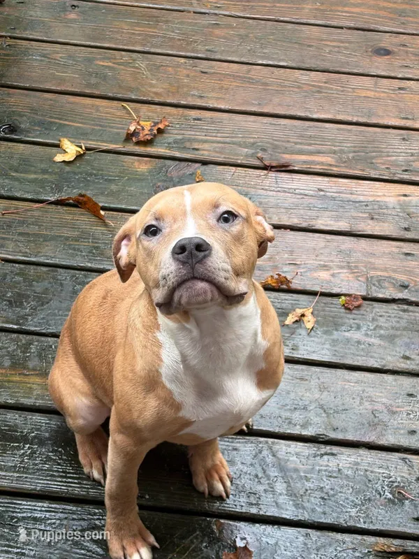 American Bully Female So Sweet  – American Bully puppy for sale in Syracuse, NY