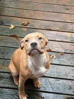 American Bully Female So Sweet , a female American Bully for sale in Syracuse, NY – 1 of 6