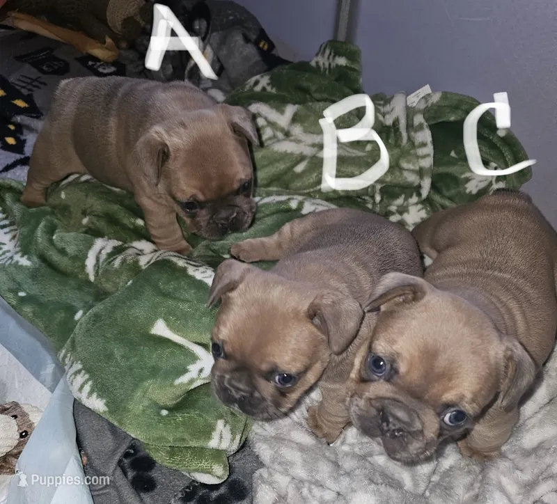 Female C – French Bulldog puppy for sale in Syracuse, NY