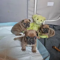 Female C, a female French Bulldog for sale in Syracuse, NY – 2 of 8