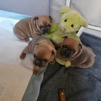 Female C, a female French Bulldog for sale in Syracuse, NY – 3 of 8