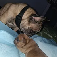 Female C, a female French Bulldog for sale in Syracuse, NY – 6 of 8