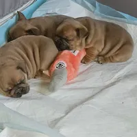 Female C, a female French Bulldog for sale in Syracuse, NY – 5 of 8