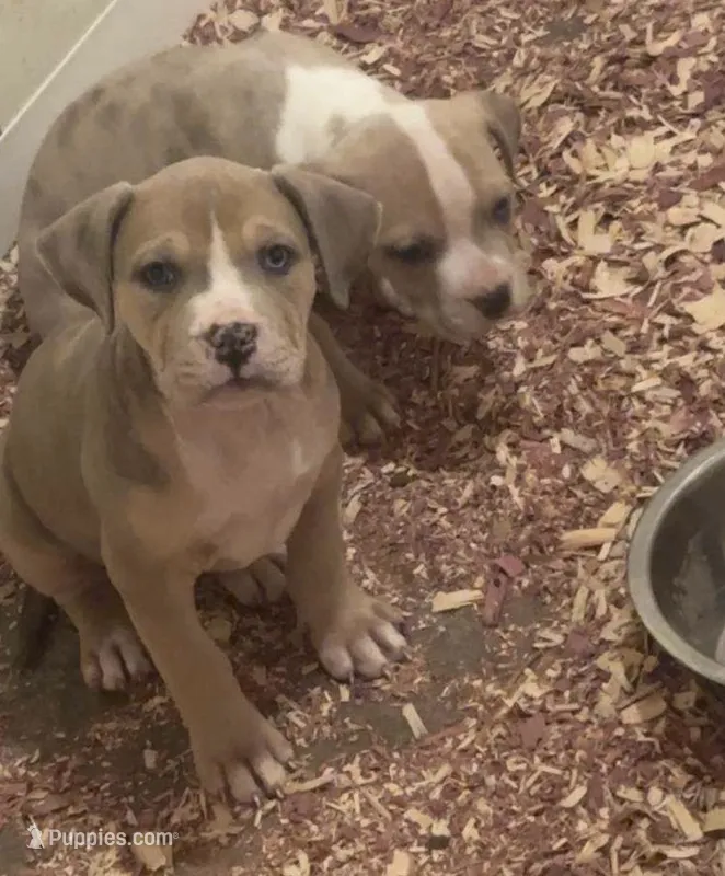 Female American Bully Merle E  – American Bully puppy for sale in Syracuse, NY