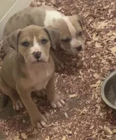 Female American Bully Merle E , a female American Bully for sale in Syracuse, NY – 1 of 6