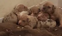 Female American Bully Merle B, a female American Bully for sale in Syracuse, NY – 3 of 3