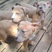 Female American Bully Merle E , a female American Bully for sale in Syracuse, NY – 3 of 7