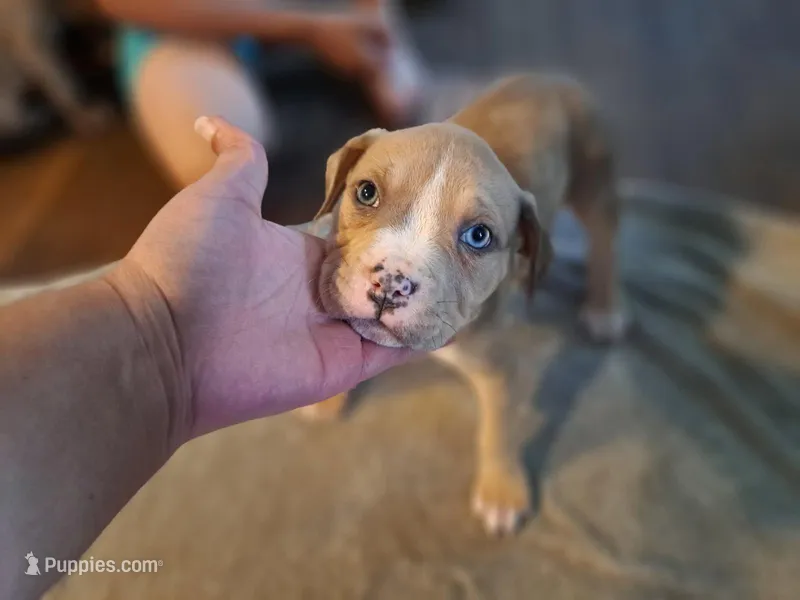 Female American Bully Merle E  – American Bully puppy for sale in Syracuse, NY