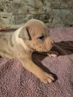 Female American Bully Merle A , a female American Bully for sale in Syracuse, NY – 2 of 3