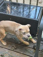 Female American Bully Tri Color, a female American Bully for sale in Syracuse, NY – 4 of 9
