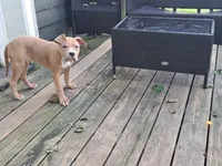 Female American Bully Merle C, a female American Bully for sale in Syracuse, NY – 3 of 10