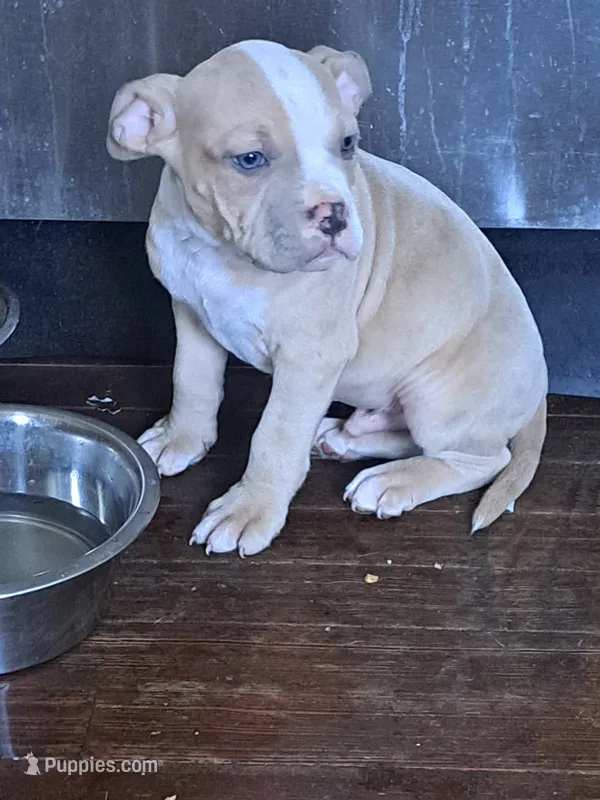 Male Merle American Bully  – American Bully puppy for sale in Syracuse, NY