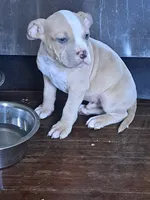 Male Merle American Bully , a male American Bully for sale in Syracuse, NY – 1 of 6