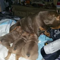 Female B, a female French Bulldog for sale in Syracuse, NY – 4 of 8