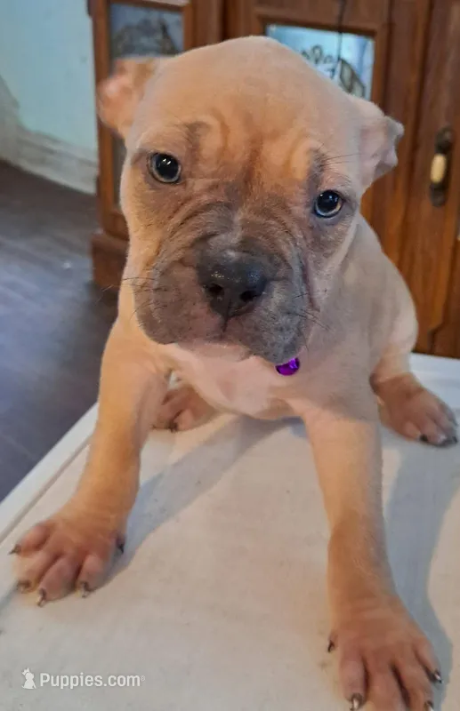 Female American Bully Merle B – American Bully puppy for sale in Syracuse, NY