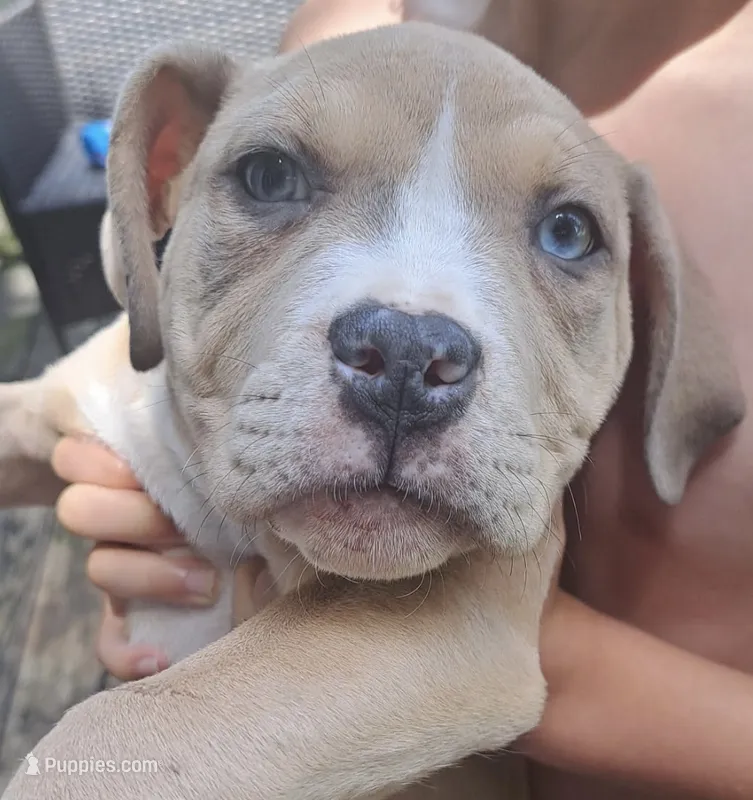 Female American Bully Merle E  – American Bully puppy for sale in Syracuse, NY