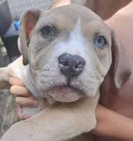 Female American Bully Merle E , a female American Bully for sale in Syracuse, NY – 2 of 7