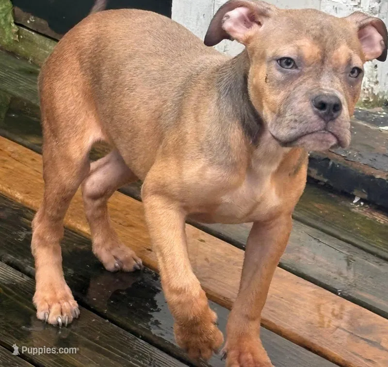 Female American Bully Tri Color – American Bully puppy for sale in Syracuse, NY