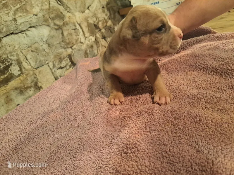 Female American Bully Merle E  – American Bully puppy for sale in Syracuse, NY