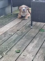 Female American Bully Merle C, a female American Bully for sale in Syracuse, NY – 2 of 10