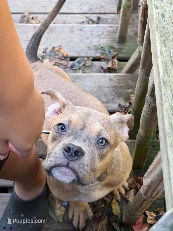 Female American Bully Tri Color – American Bully puppy for sale in Syracuse, NY
