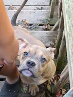 Female American Bully Tri Color, a female American Bully for sale in Syracuse, NY – 2 of 9
