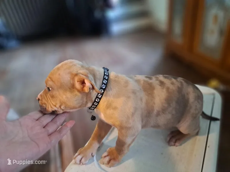 Female American Bully Merle D  – American Bully puppy for sale in Syracuse, NY