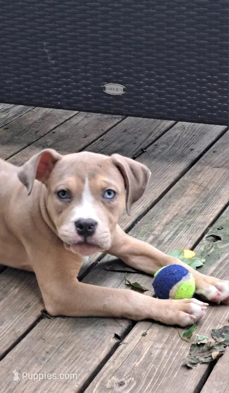 Female American Bully Merle E  – American Bully puppy for sale in Syracuse, NY