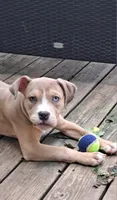 Female American Bully Merle E , a female American Bully for sale in Syracuse, NY – 1 of 7