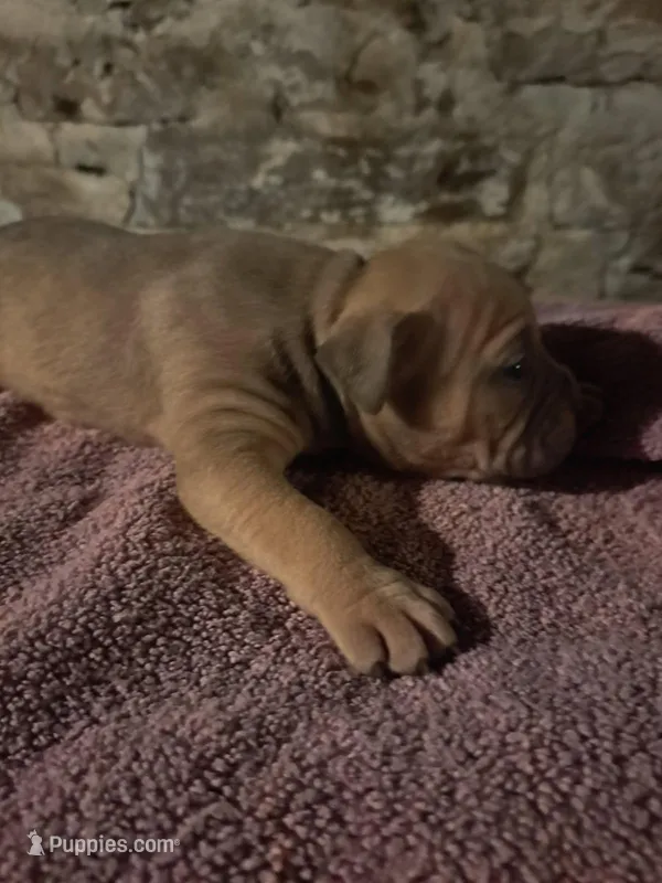 Female American Bully Merle B – American Bully puppy for sale in Syracuse, NY