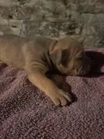 Female American Bully Merle B, a female American Bully for sale in Syracuse, NY – 1 of 3
