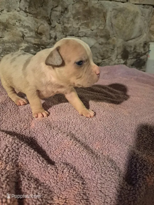 Male Merle American Bully  – American Bully puppy for sale in Syracuse, NY
